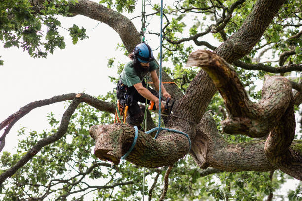 Best Commercial Tree Removal  in Paulding, OH